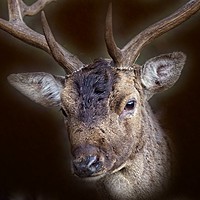 Buy canvas prints of Fallow Deer Stag Portrait by Martyn Arnold