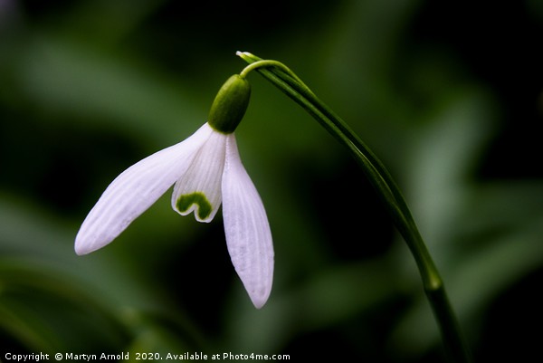 Snowdrop (Galanthus) Picture Board by Martyn Arnold