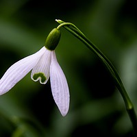 Buy canvas prints of Snowdrop (Galanthus) by Martyn Arnold