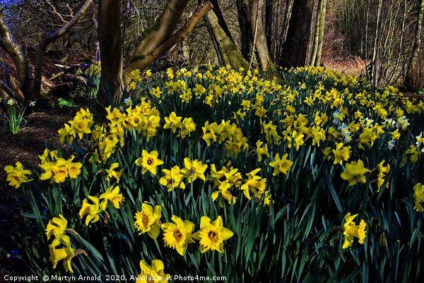 Woodland Daffodils Picture Board by Martyn Arnold