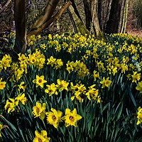 Buy canvas prints of Woodland Daffodils by Martyn Arnold