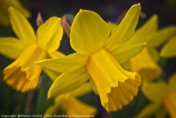 The Yellows of Spring Picture Board by Martyn Arnold