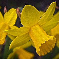 Buy canvas prints of The Yellows of Spring by Martyn Arnold