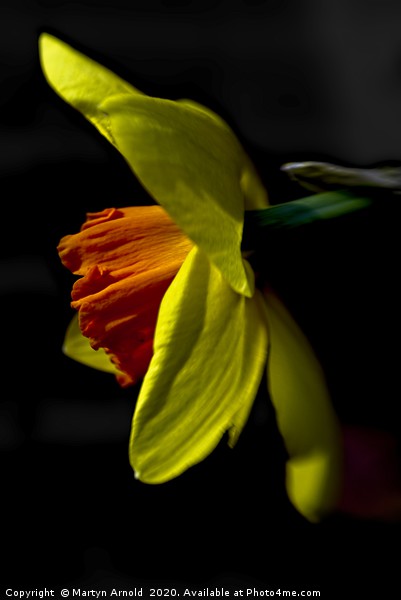 Daffodil (Narcissus) Study Picture Board by Martyn Arnold