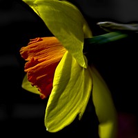 Buy canvas prints of Daffodil (Narcissus) Study by Martyn Arnold