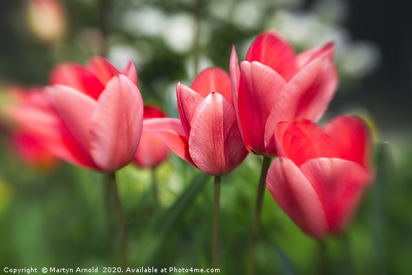 Pink Tulips Picture Board by Martyn Arnold