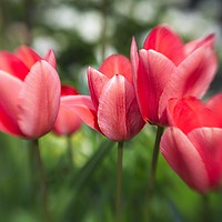Buy canvas prints of Pink Tulips by Martyn Arnold