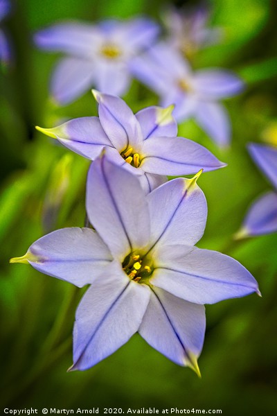 Spring Starflower (Ipheion uniflorum) Picture Board by Martyn Arnold