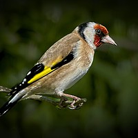 Buy canvas prints of European Goldfinch  (Carduelis Carduelis) by Martyn Arnold
