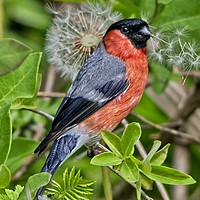 Buy canvas prints of Bullfinch and Dandelion by Martyn Arnold