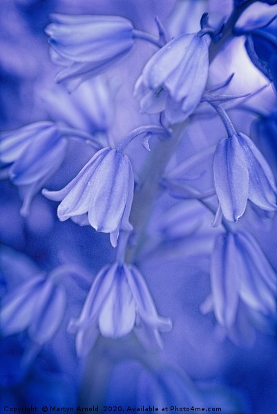 Spanish Bluebells Art Picture Board by Martyn Arnold