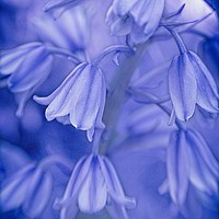 Buy canvas prints of Spanish Bluebells Art by Martyn Arnold