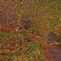 Buy canvas prints of Autumn Country Lane by Martyn Arnold