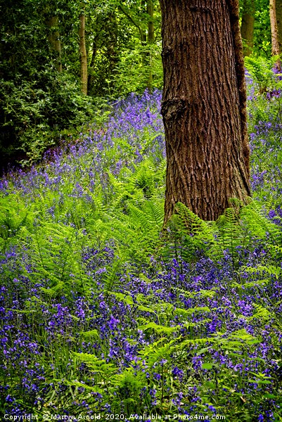 Durham Bluebell Wood 2020 Picture Board by Martyn Arnold