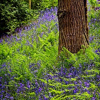 Buy canvas prints of Durham Bluebell Wood 2020 by Martyn Arnold