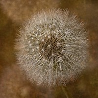 Buy canvas prints of Dandelion Fantasy by Martyn Arnold