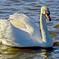 Buy canvas prints of Swan Lake by Martyn Arnold