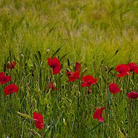 Buy canvas prints of Poppies and Corn by Martyn Arnold