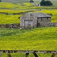 Buy canvas prints of Yorkshire Dales Buttercup Fields by Martyn Arnold