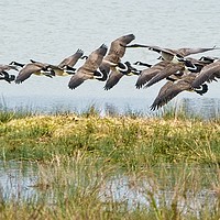 Buy canvas prints of Canada Geese at Rutland Water by Martyn Arnold