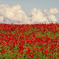 Buy canvas prints of Poppy Panorama by Martyn Arnold