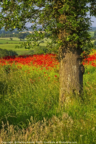 Poppy Landcape in County Durham Picture Board by Martyn Arnold