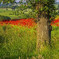 Buy canvas prints of Poppy Landcape in County Durham by Martyn Arnold