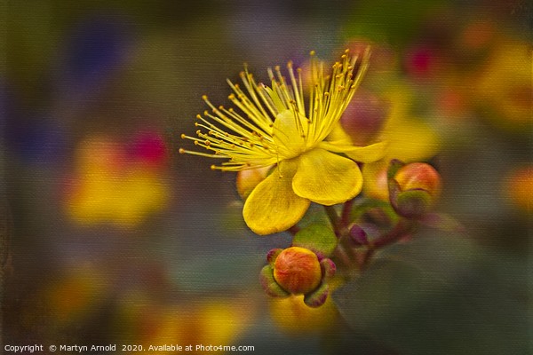 Arty Hypericum Picture Board by Martyn Arnold