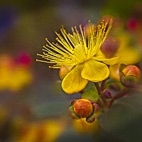 Buy canvas prints of Arty Hypericum by Martyn Arnold