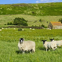 Buy canvas prints of Yorkshire Moorland Summer by Martyn Arnold