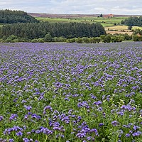 Buy canvas prints of Fields of Phacelia Plants by Martyn Arnold