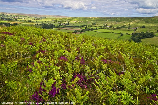 Ferns and Heather on the North York Moors Picture Board by Martyn Arnold