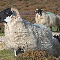 Buy canvas prints of Moorland Sheep by Martyn Arnold
