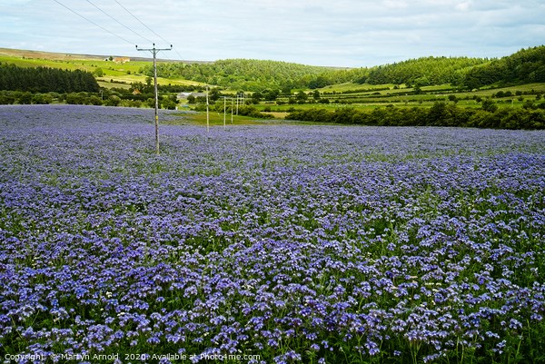 Flower fields in Kildale Picture Board by Martyn Arnold