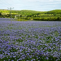 Buy canvas prints of Flower fields in Kildale by Martyn Arnold