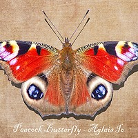 Buy canvas prints of Peacock Butterfly by Martyn Arnold