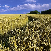 Buy canvas prints of Amongst the Wheatfields by Martyn Arnold