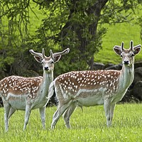 Buy canvas prints of Fallow Deer Bucks by Martyn Arnold