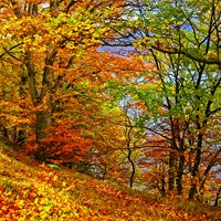 Buy canvas prints of Autumn Trees on Ullswater Lake by Martyn Arnold