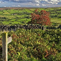Buy canvas prints of Footpath to Glaisdale, North York Moors by Martyn Arnold