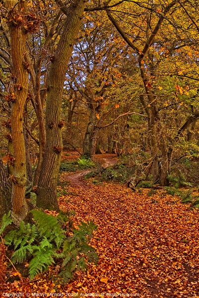 Autumn Wood Picture Board by Martyn Arnold