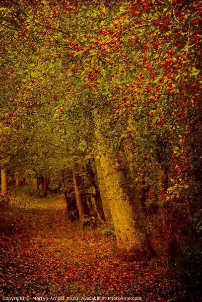 Artistic Autumn Woodland Picture Board by Martyn Arnold