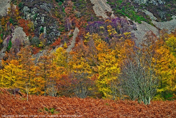 Natures Autumn Colours Picture Board by Martyn Arnold