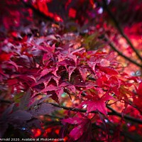 Buy canvas prints of Autumn Leaves by Martyn Arnold