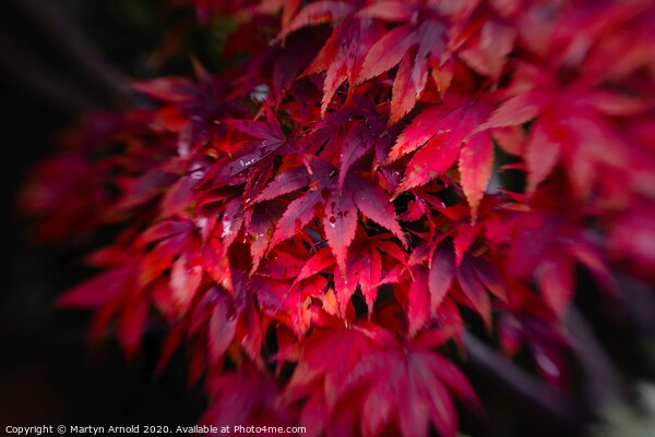 Autumn Acer Picture Board by Martyn Arnold