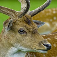 Buy canvas prints of Fallow Deer Stag by Martyn Arnold