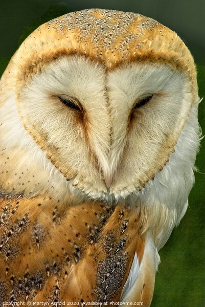 Barn Owl Portrait, British Birds of Prey Picture Board by Martyn Arnold