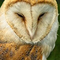 Buy canvas prints of Barn Owl Portrait, British Birds of Prey by Martyn Arnold