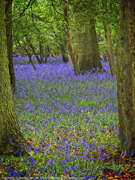 Signs of Hope - Bluebell Wood in Spring Picture Board by Martyn Arnold