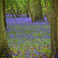 Buy canvas prints of Signs of Hope - Bluebell Wood in Spring by Martyn Arnold